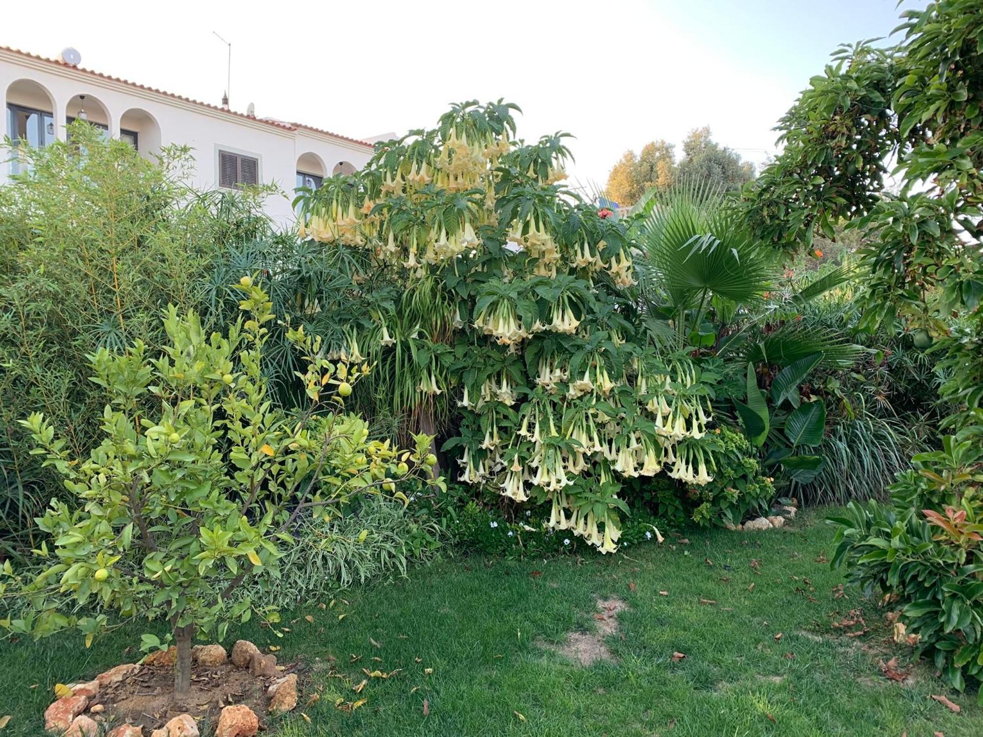 A Tranquil Garden Apartment, Carvoeiro - Benagil Exterior foto